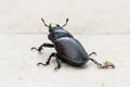 Big female stag beetle Lucanus cervus on terrace tiles. Royalty Free Stock Photo