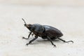 Big female stag beetle Lucanus cervus on terrace tiles Royalty Free Stock Photo