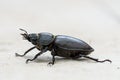 Big female stag beetle Lucanus cervus on terrace tiles. Royalty Free Stock Photo