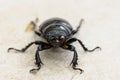 Big female stag beetle Lucanus cervus on terrace tiles.