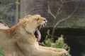 Big female yawning lion resting in a zoo cage on the blurred background Royalty Free Stock Photo