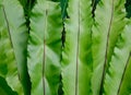 Big fern leaves at the Botanic Gardens in Singapore