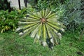 Big fern plant with umbrella pattern leafs in the garden