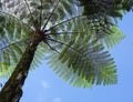Big fern tree at the park Royalty Free Stock Photo