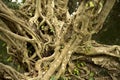 Tree Ficus altissima truck textures and background