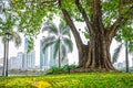 Big Ficus religiosa tree at public park with building background