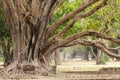 Big ficus tree Royalty Free Stock Photo