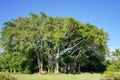 A big ficus tree in the John Ringling Museum, sarasota, FL Royalty Free Stock Photo