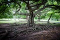 Big ficus tree in Sri Lanka