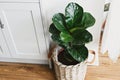 Big fiddle leaf fig tree in stylish modern pot near kitchen furniture. Ficus lyrata leaves, stylish plant on wooden floor in