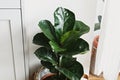 Big fiddle leaf fig tree in stylish modern pot near kitchen furniture. Ficus lyrata leaves, stylish plant on wooden floor in