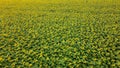 Big field of blooming sunflowers on bright sunny summer day. Big sunflower field Royalty Free Stock Photo