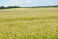 Big field of the blossoming buckwheat. Kaliningrad region
