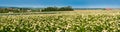 Big field of the blossoming buckwheat panorama