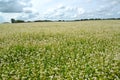 Big field of the blossoming buckwheat. Summer landscape