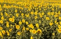 Big field of the blossoming sunflowers with the bright summe Royalty Free Stock Photo