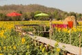 Big field of the blossoming sunflowers with the bright summe Royalty Free Stock Photo