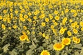 Big field of the blossoming sunflowers lit with the bright summer sun. Royalty Free Stock Photo