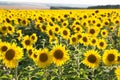 Big field with the blossoming sunflowers Royalty Free Stock Photo