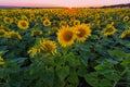 Big field of the blossoming sunflowers Royalty Free Stock Photo