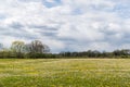 Big field with Dandelions Royalty Free Stock Photo