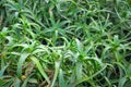 Big field of green aloe plants, summer