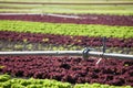 Big field with lettuce lollo rosso and lollo bionda with soil irrigation system