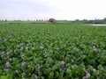 Big field of purple common water hyacinth Royalty Free Stock Photo