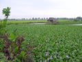 Big field of purple common water hyacinth with weathered straw hut Royalty Free Stock Photo