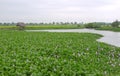 Big field of purple common water hyacinth with weathered straw hut