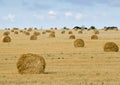 Big field with round sheaves of yellow straw after a crop harvest Royalty Free Stock Photo