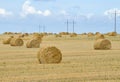 Big field with round sheaves of yellow straw after a crop harvest Royalty Free Stock Photo