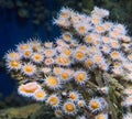 Big field of sandalled sea anemones on a rock, predatory animals from the british atlantic ocean