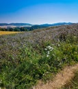 Big field of small purple and violet flowers of Blue phacelia