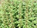 Urtica dioica stinging nettles field