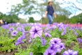 A big field of sweet purple petunia flower blossom in a bed at the park with blurred a female walking in the area