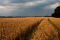 A big field of wheat and sky at sunset, usual rural England landscape