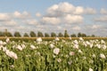 A field with white poppies and a blue sky in holland in summer Royalty Free Stock Photo