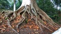 Centenarian tree, big tree with large trunk and big roots above the ground closeup view