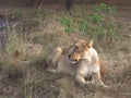 Big fimale lion lying on the grass in gir forest gujrat india