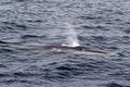 A big fin whale Balaenoptera physalus blows up Royalty Free Stock Photo