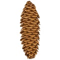Big fir cone. Christmas and New Year pinecone isolated