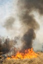 Big fire on agricultural land near forest Royalty Free Stock Photo