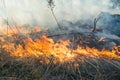 Big fire in the dry grass field Royalty Free Stock Photo