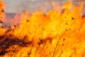 Big fire in the field Royalty Free Stock Photo