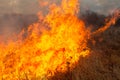 Big fire in the field Royalty Free Stock Photo