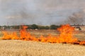Big fire in the field, near buildings and gardens, danger to people and nature, concept Royalty Free Stock Photo