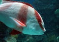 Big fish in aquarium at ocean, sea alt creature Royalty Free Stock Photo