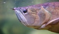 Big fish in aquarium at ocean, sea alt creature Royalty Free Stock Photo