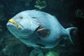 Big fish in aquarium at ocean, sea alt creature Royalty Free Stock Photo